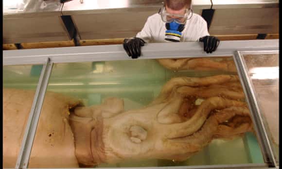 Giant squid, measuring 8.62m, in a glass tank in the basement at the Natural History Museum, London.