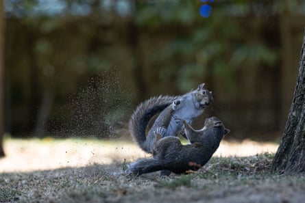 Two squirrels playing as one leaps on to the other
