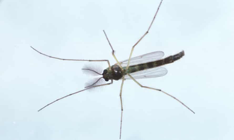 A modern midge.
