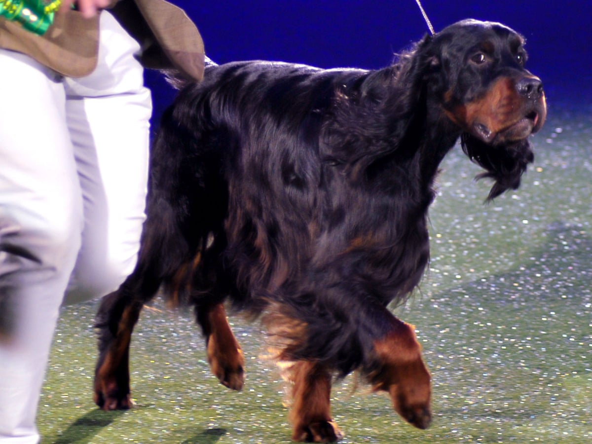 Fur Flies In Latest Crufts Row As Judge Awards Prize To Sister S Dog Life And Style The Guardian