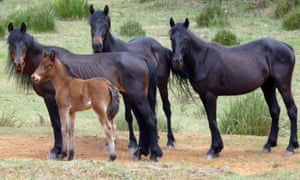 Brumbies in the Snowy Mountains