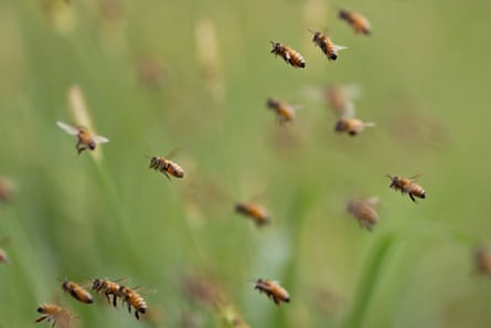 Honeybees are responsible for pollinating a vast number of crops that sustain our diet.