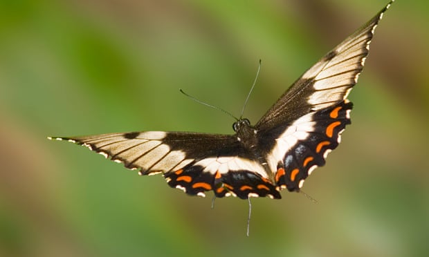 An orchard swallowtail butterfly (Papilio Aegeus Donovan) in flight.