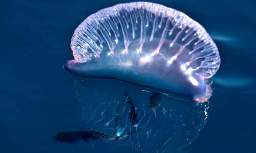 What Is The Best Antidote For A Jellyfish Sting Clue It S Not Urine Marine Life The Guardian What Is The Best Antidote For A Jellyfish Sting Clue It S Not Urine Marine Life The Guardian