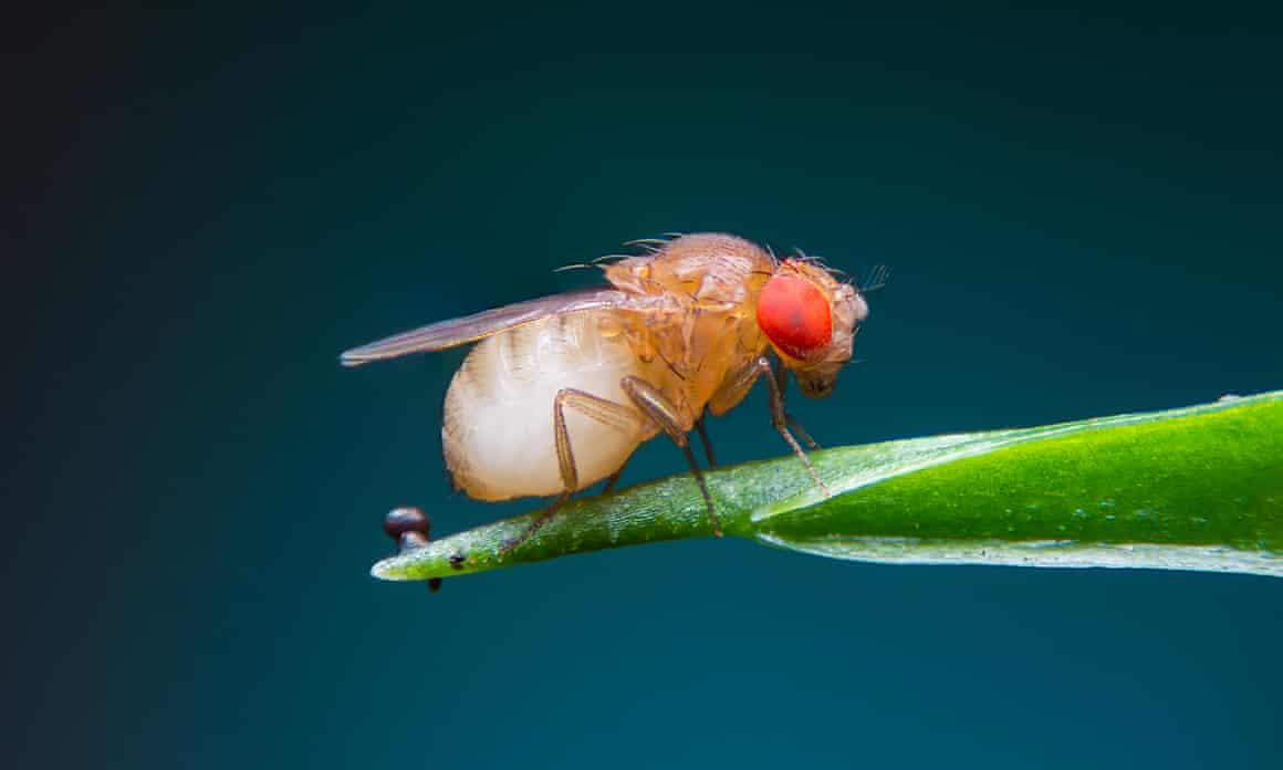Close-up of a fruit fly