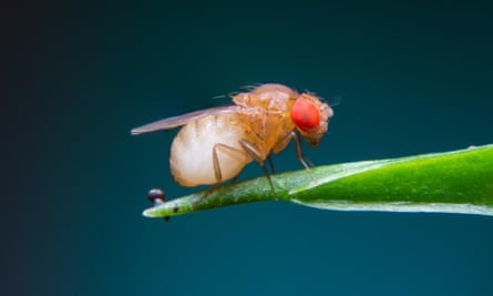 A vinegar fly