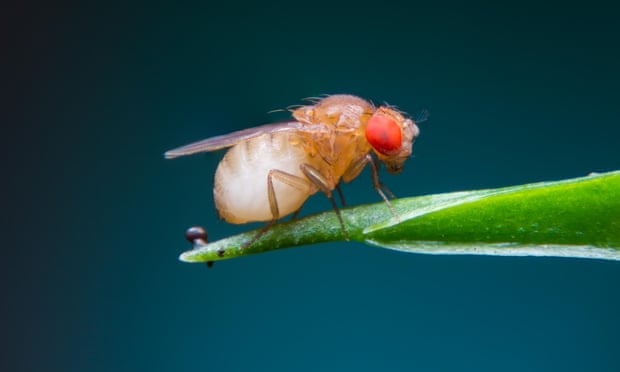 Los machos de la mosca de la fruta recurren al alcohol cuando son rechazados como pareja, mientras que las hembras de una especie estrechamente emparentada se vuelven menos exigentes con sus compañeros después de beber. Fotografía: Surapol Usanakul/Alamy Los machos de la mosca de la fruta recurren al alcohol cuando son rechazados como pareja, mientras que las hembras de una especie estrechamente emparentada se vuelven menos exigentes con sus compañeros después de beber. Fotografía: Surapol Usanakul/Alamy
