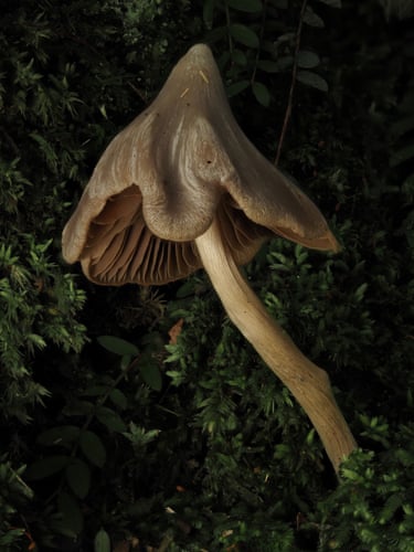 Droopy brown bushroom