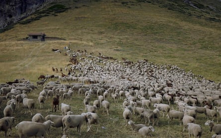 A flock of sheep in a rural mountain setting