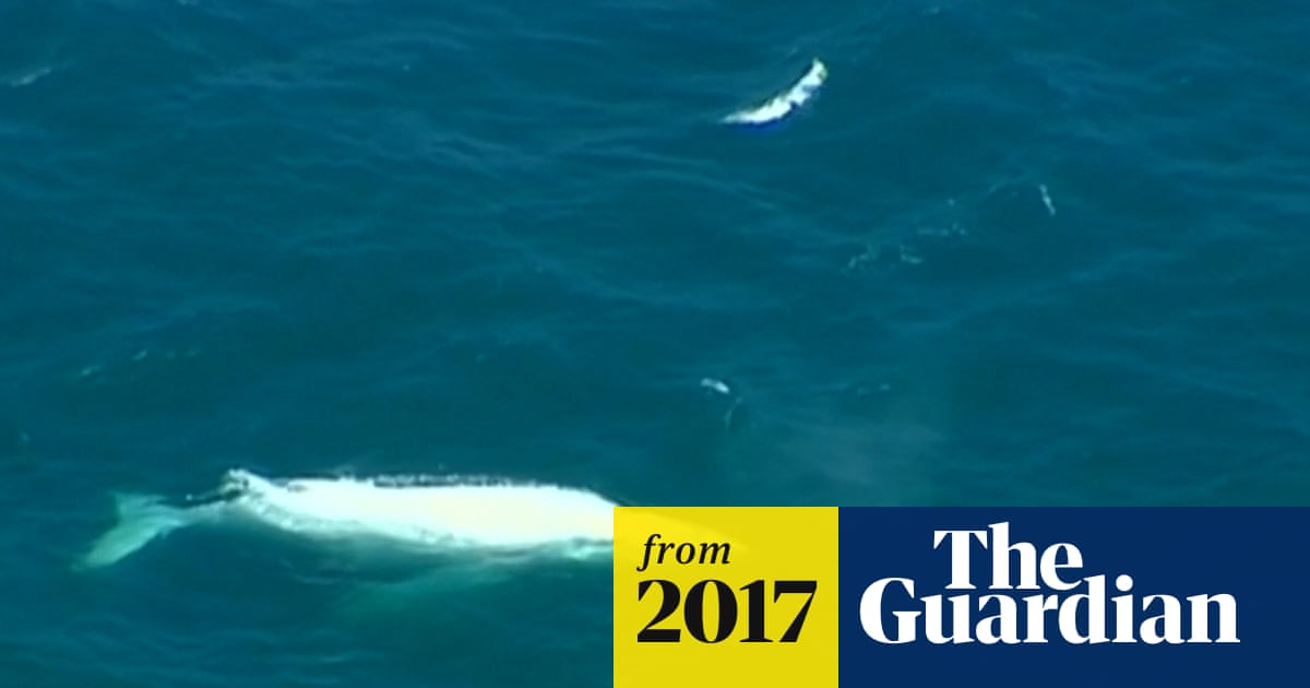White Whale Migaloo Spotted Off Australia S Gold Coast Video