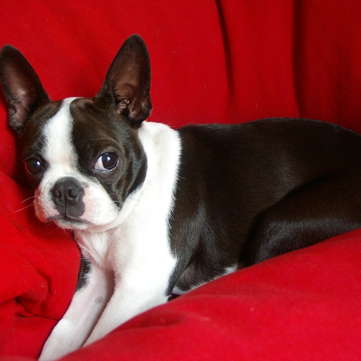 The Painful Loss Of My Dog Gave Me Confidence To Experience Grief Rather Than Shrug It Off Pets The Guardian The Painful Loss Of My Dog Gave Me Confidence To Experience Grief Rather Than Shrug It Off Pets The Guardian