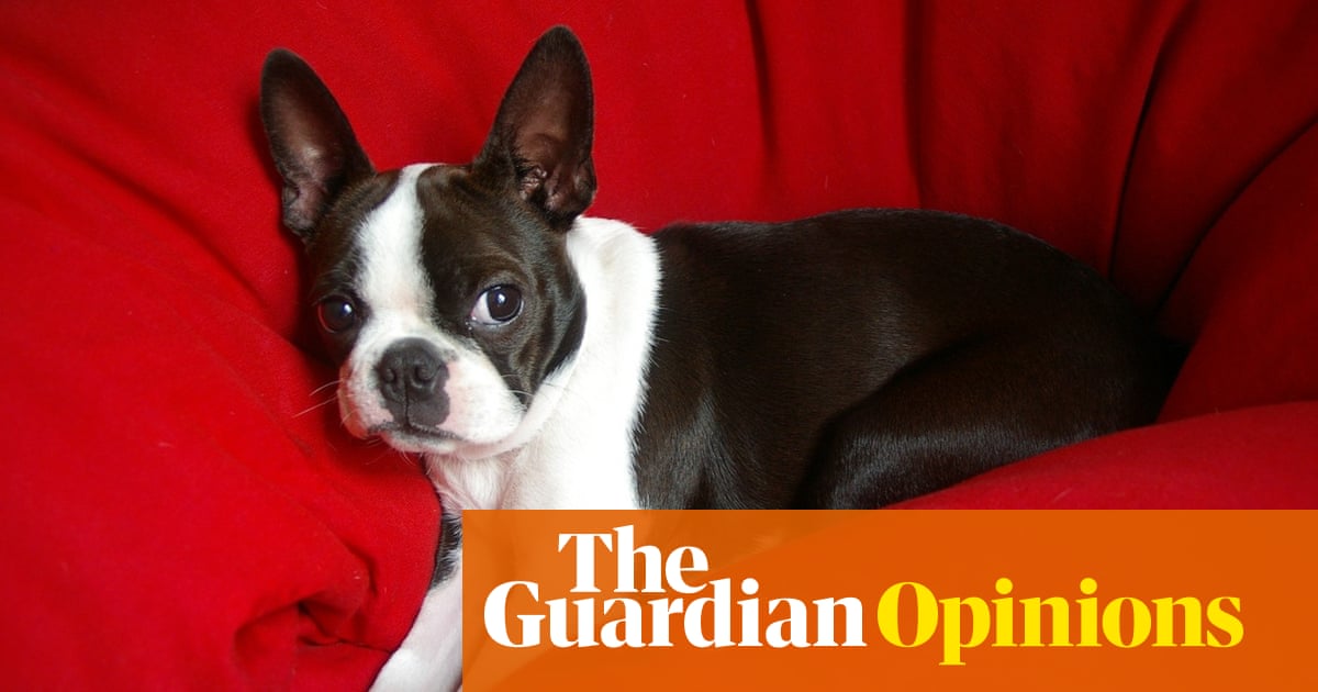 The painful loss of my dog gave me confidence to experience grief rather than shrug it off