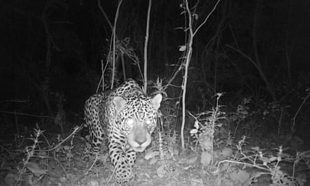 A night vision camera trap shot of large male jaguar Qaramta.