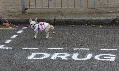 A dog stands in the spray painted 'Drug Dealer Only' parking space