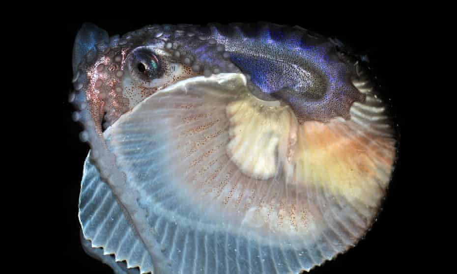 This image provided by the Cabrillo Marine Aquarium shows a female Argonaut, or paper nautilus, a species of cephalopod that was recently scooped out of the ocean off the California coast. 