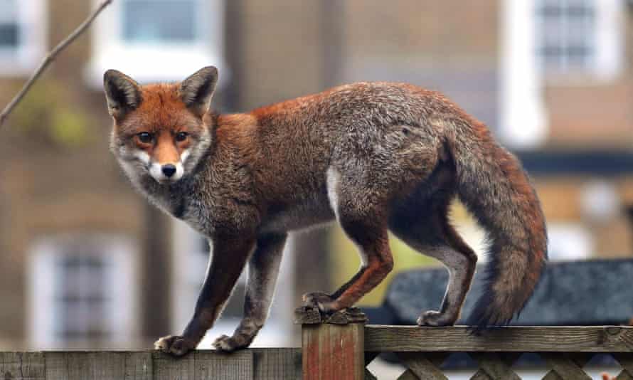 London fox