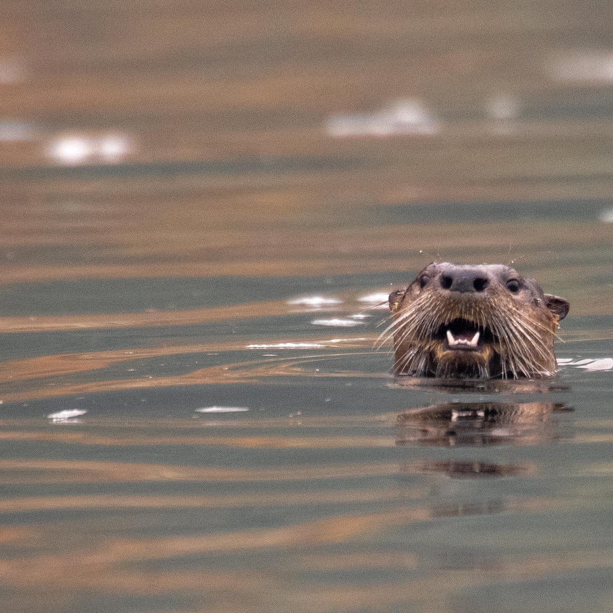 River otter attacks baffle authorities in Anchorage, Alaska | Alaska | The Guardian River otter attacks baffle authorities in Anchorage, Alaska | Alaska | The Guardian