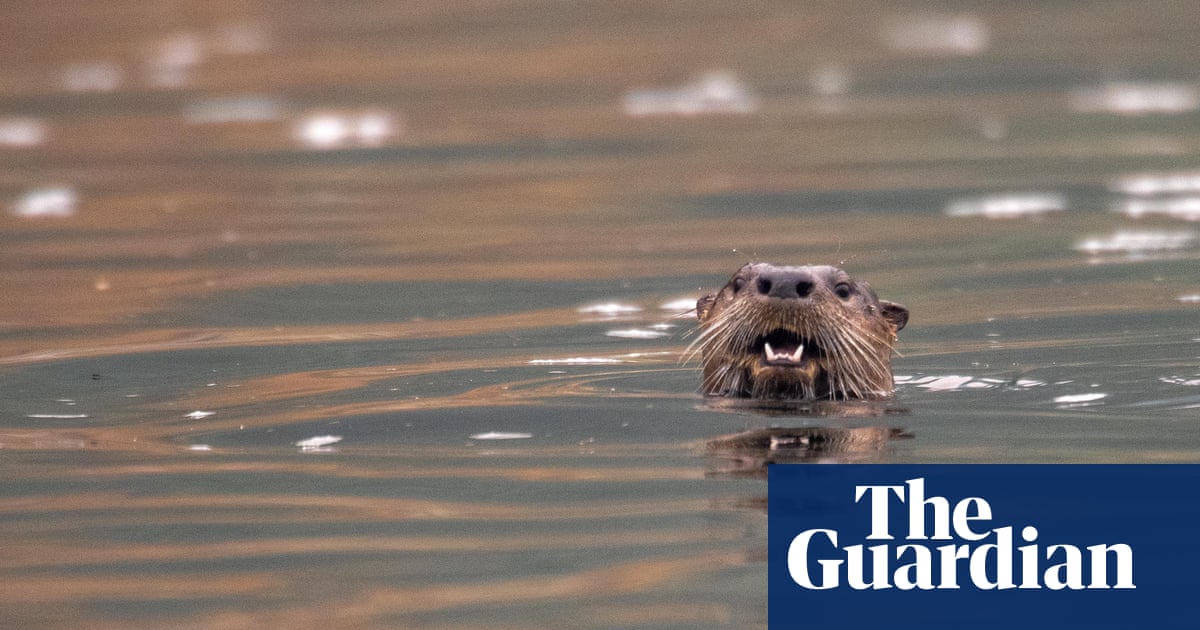 River otter attacks baffle authorities in Anchorage, Alaska