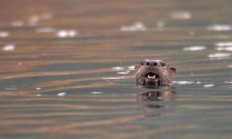 River otter attacks baffle authorities in Anchorage, Alaska | Alaska | The  Guardian
