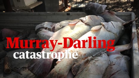 What caused the death of a million fish in Australia’s Murray-Darling Basin? – video
