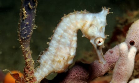 A seahorse swims in seagrass