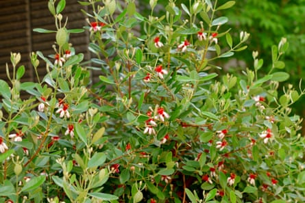 A feijoa tree with white flowers with red stamens.