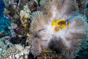 A clownfish in the centre of a sea anemone’s tentacles