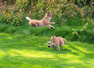 Filhotes de lince brincam em um campo de golfe em Littleton, Colorado, EUA