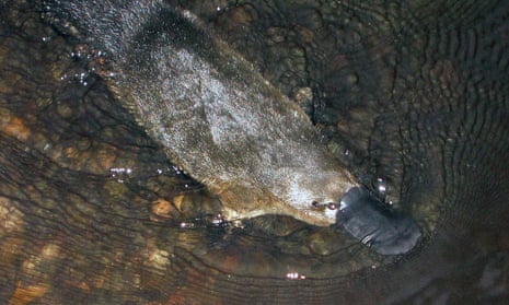 Platypus swimming in water