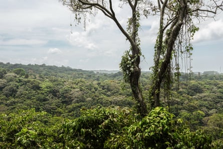 A view over dense forest.