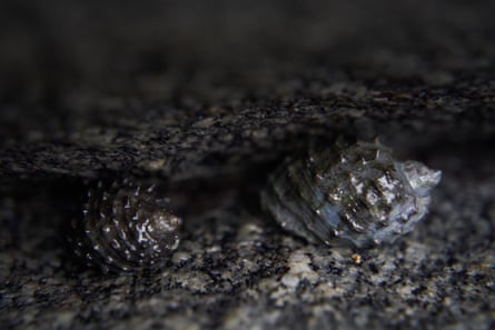 Two snails on a rock