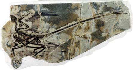 Microraptor gui from Liaoning province, northeastern China.