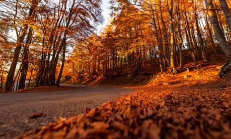 Fallen autumn leaves