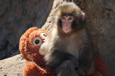 A young macaque monkey named Punch sits against a rock, leaning on an orange stuffed toy