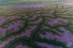 A labyrinth of branching channels in south-west Queensland are bought to life at sunrise.