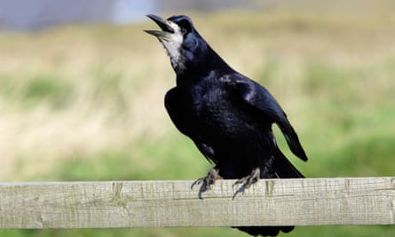 A wild rook on a fence