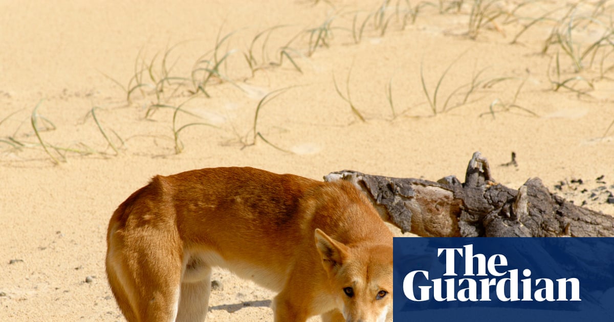 Killing of K'gari dingoes in wake of backpacker's death could create extinction vortex', expert says