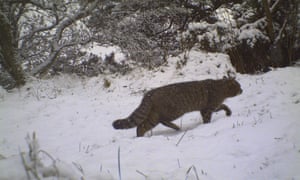 A Scottish wildcat in the snow.