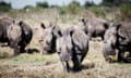 Southern white rhino roam in  South Africa