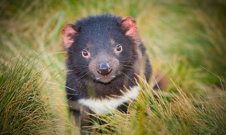 Thousands of Tasmanian devils are dying from cancer – but a new