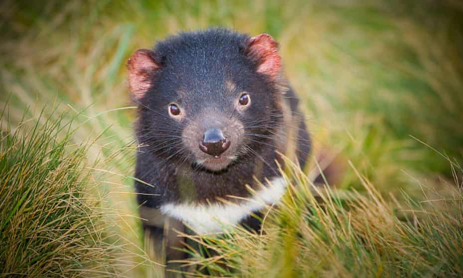 Tasmanian devil