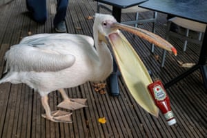 A pelican investigates a fallen ketchup bottle outside the cafe in St James’s Park, London, UK. First introduced to the park in 1664 as a gift from the Russian Ambassador to King Charles II, it began a tradition of keep exotic wildfowl in the lake which continues to this day. (The bottle was safely retrieved and moved away)