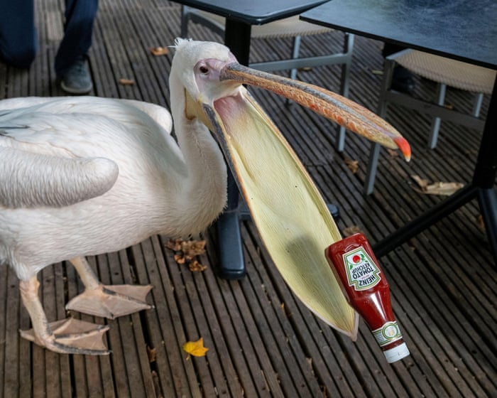 Week in wildlife: a hopeful pelican, peregrine chicks and cute baby numbats