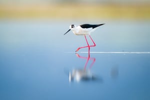 A black-winged stilt wading through an expanse of water