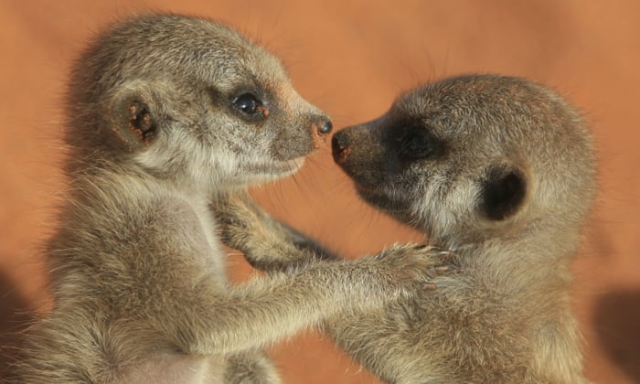 Compare the meerkat? Meerkats watch rivals' growth and eat to compete | Science | The Guardian