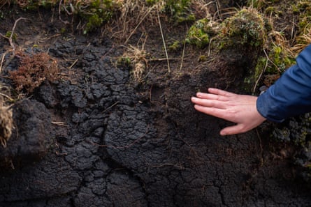 Closeup of dark brown peat; a hand is held against it.