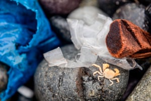 A crab surrounded by plastic waste is pictured on a beach in Lima, on World Environment day, 5 June 2018. The UN urged steps against the use of plastic bags, as part of a global challenge to reduce the increasing pollution of the oceans.
