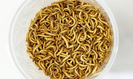 Yellow mealworm safe for humans to eat, says EU food safety agency