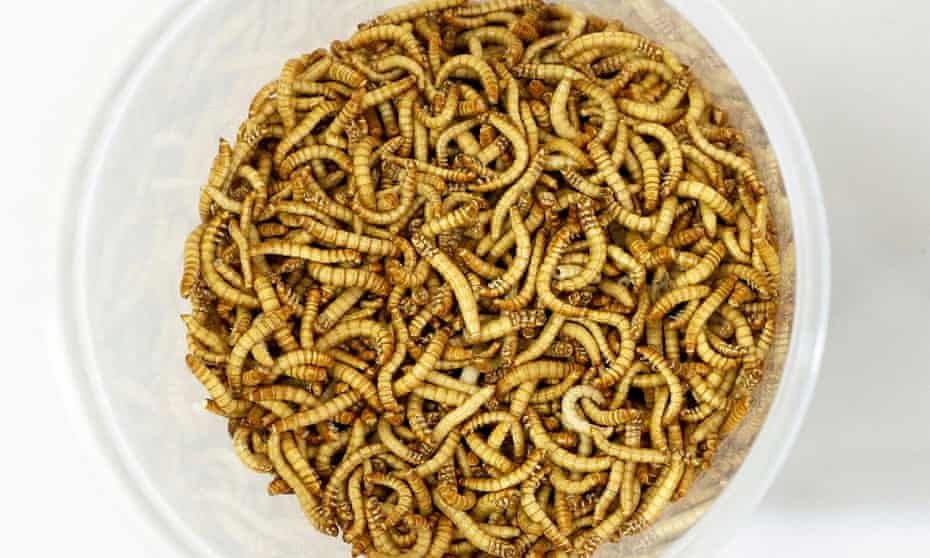 Yellow mealworm