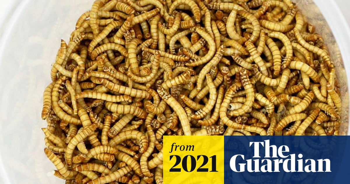 www.theguardian.com